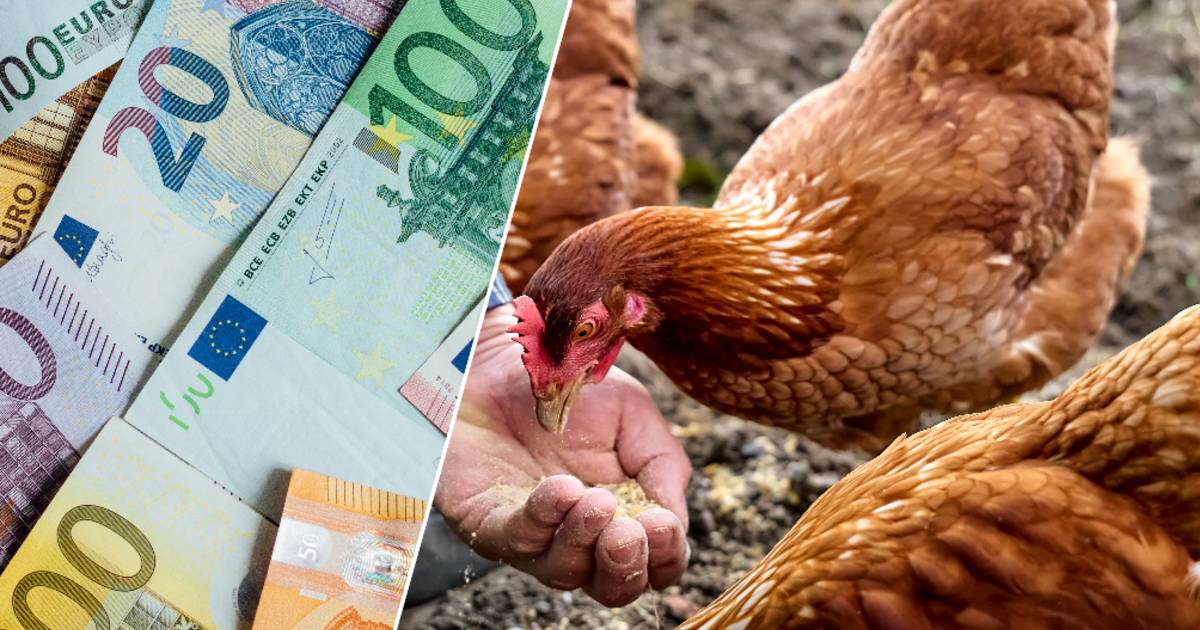 MONEY LATER.  Eric will never have chickens in the house again: “We didn’t even taste a single fresh egg for almost 1,000 euros” |  MyGuide