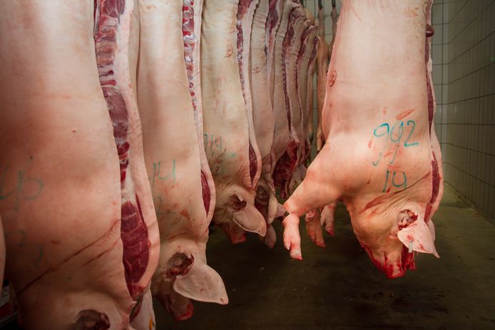 Door het onvoldoende verhitten van varkensvlees, heeft een Nederlands slachthuis de salmonellabacterie verspreid in binnen- en buitenland.