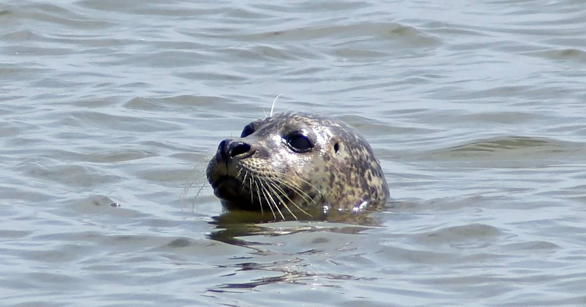 Zeehond gespot in het Spui bij Piershil! En dat gaan we nog veel vaker zien