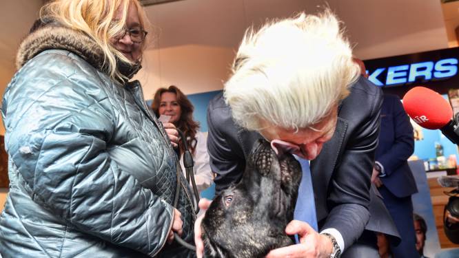 Geert Wilders laat zich in gezicht likken in ‘hometown’ Spijkenisse: ‘PVV doet het hier fantastisch’