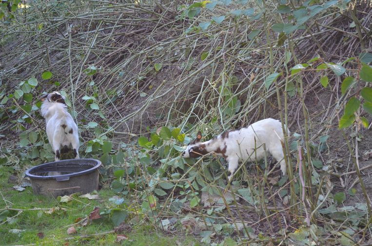 Geiten Eten Woekerplant In Kerkhof Op Brussel In De Buurt Hln