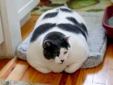 “Le chat le plus gros du monde” doit suivre un régime: “Patches est plutôt difficile”