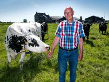 Koeien weg uit het Groene Hart vanwege bodemdaling? ‘We moeten niet overdrijven‘