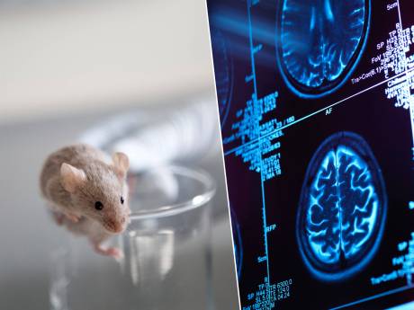 La privation de sommeil chez la souris pourrait favoriser l’apparition de la maladie d'Alzheimer: qu'en est-il de l’Homme?
