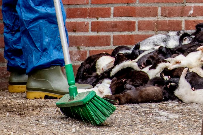 Medewerkers zijn bezig met het ruimen van nertsen. Foto ter illustratie, dit is niet de nertsenfokkerij waar het in dit artikel om gaat.