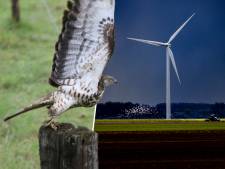 Een windmolen minder bij Horst voor de wespendief?