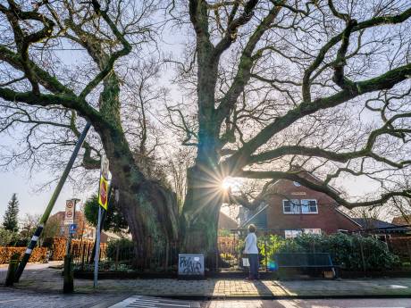 Berkelland past regels aan: ‘Kapvergunning goedkoper, maar bomen niet vogelvrij’