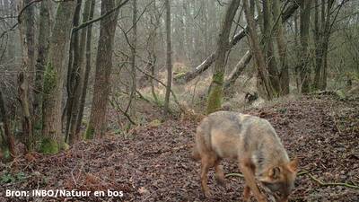 Nieuwe wolf gespot ten noorden van Antwerpen