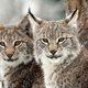 De lynx heeft het moeilijk in Europa. Toch gaat de jacht op de kat in Zweden door