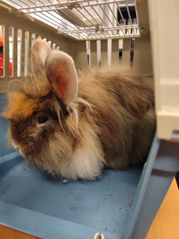 Le lapin a été retrouvé sous un banc sur la place Flagey.