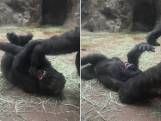 Zoo deelt aandoenlijke beelden van moedergorilla die zoontje kietelt