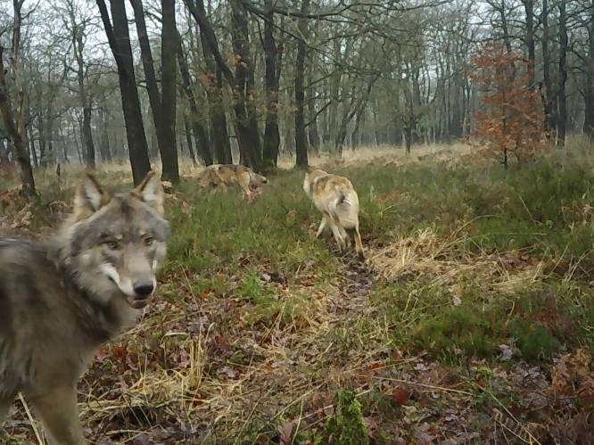 Wolven rukken op: leefgebied op de Veluwe flink uitgebreid