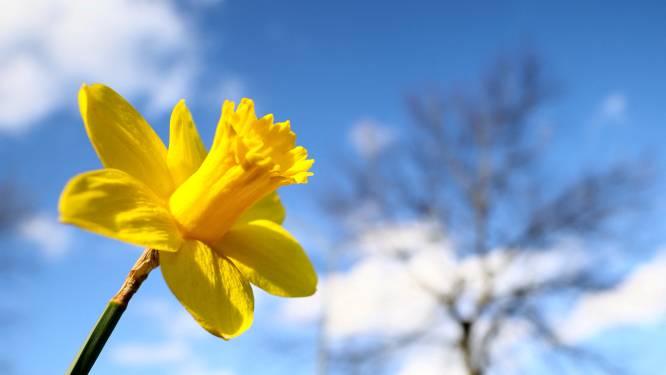 WEERBERICHT. Zon laat zich na bewolkte ochtend zien, maxima tot 14 graden