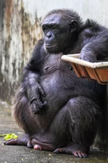 Les primates se masturbaient déjà il y a 40 millions d’années: “Un acte parfaitement naturel”