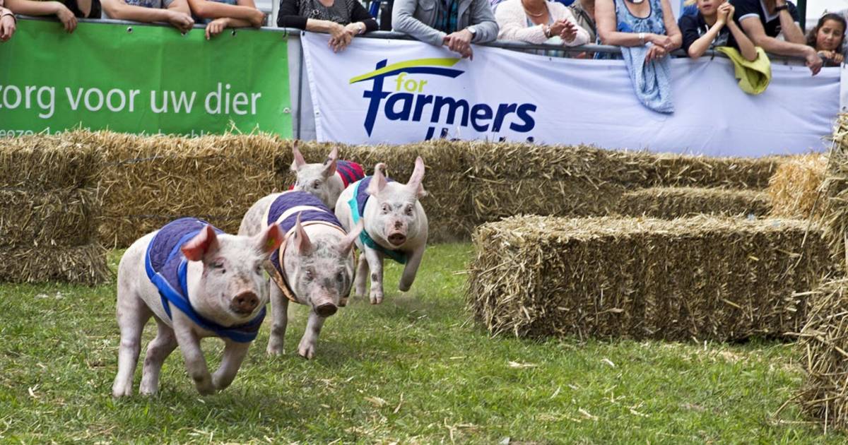 Aarzelende start biggenrace voor Alpe d'HuZes in Sterksel (video)