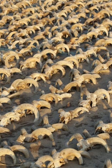 2.000 têtes de béliers momifiées découvertes dans le temple de Ramsès II
