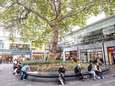 Rotterdamse boom delft het onderspit: de Heksenboom in Bladel is de mooiste van het land