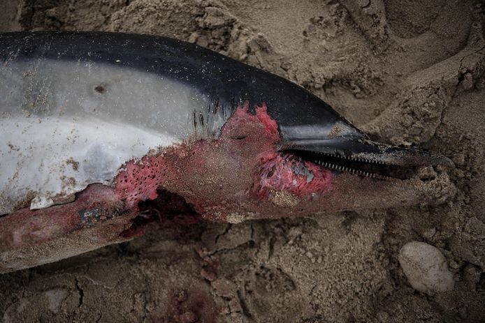 Selon les associations de défense de l'environnement, ces échouages massifs seraient notamment dus à la pêche.