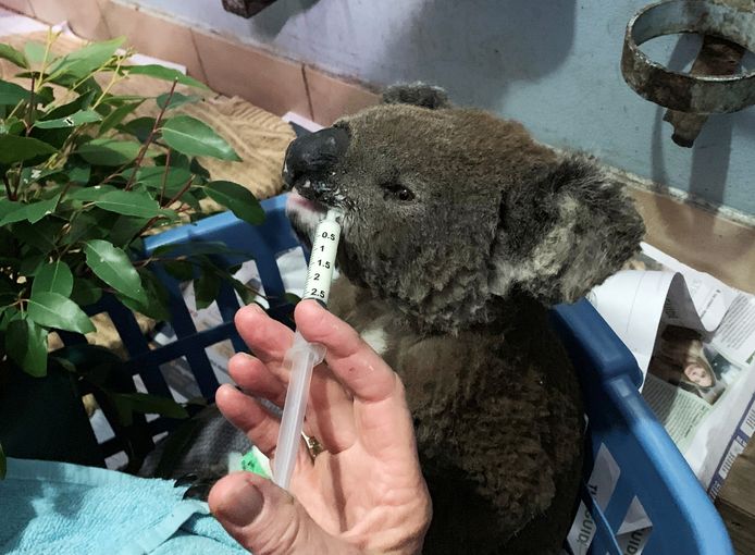 Een gewonde koala in het koalaziekenhuis in Port Macquarie.