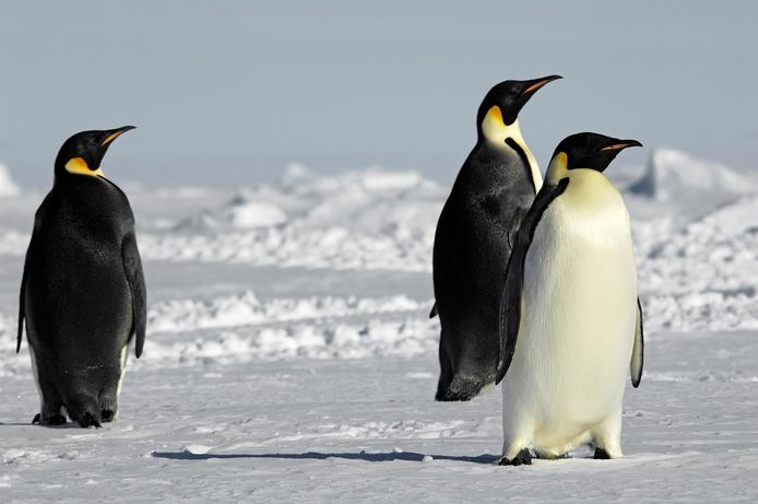 Keizerspinguïns op Antarctica.