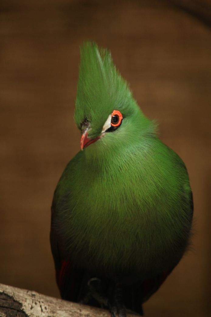 De kleurrijke Turaco.