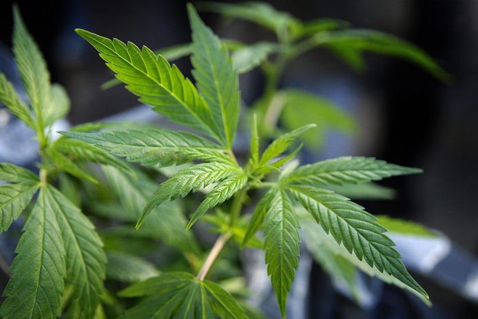 A côté de ses caractéristiques décriées comme ses effets addictifs et néfastes sur le cerveau, le cannabis a aussi des qualités indéniables. Cette plante permet d’extraire les métaux lourds du sol. Ses tiges, sources de fibres, sont utilisées dans l’industrie du textile ou la construction, et ses fleurs ont un intérêt pharmaceutique.