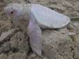 Zeldzame albinoschildpad gevonden op strand in Australië