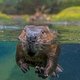 Zalm in moeilijkheden? Geen probleem: de bever schiet te hulp