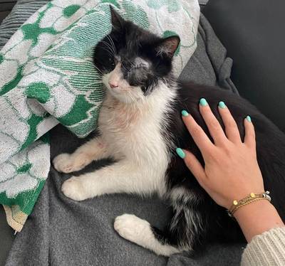 Poes heeft verbrijzel­de kaak en is oog kwijt door luchtbuks: triest verhaal uit Soerendonk staat ni