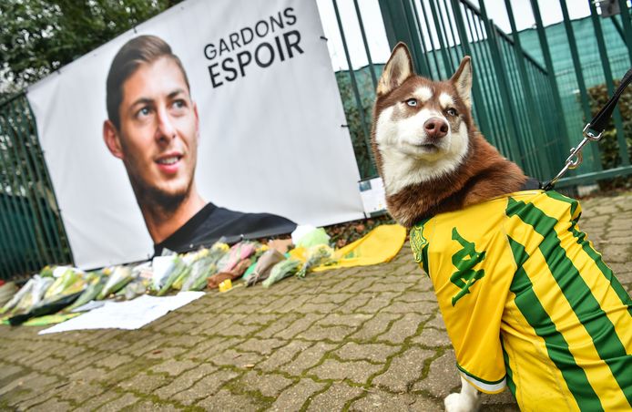 Een husky draagt het voetbalshirt van FC Nantes, de Franse ploeg waar Emiliano Sala tot voor kort speelde. De Argentijn wordt sinds maandag vermist en is vermoedelijk omgekomen bij een vliegtuigcrash boven het Kanaal.