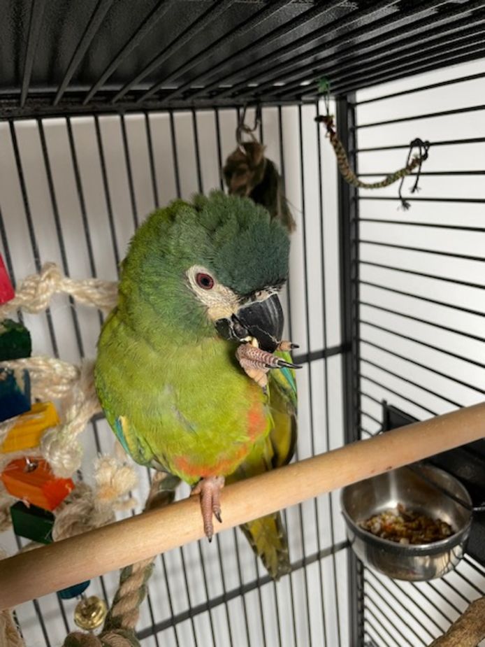 Coco, ondanks de naam een mannetje, thuis in zijn kooi in Papendrecht.