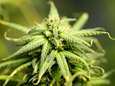 Pas de "cannabis social club" à Namur
