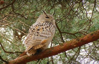 Ontsnapte oehoe Nemo na weken gevangen en terug bij baasje