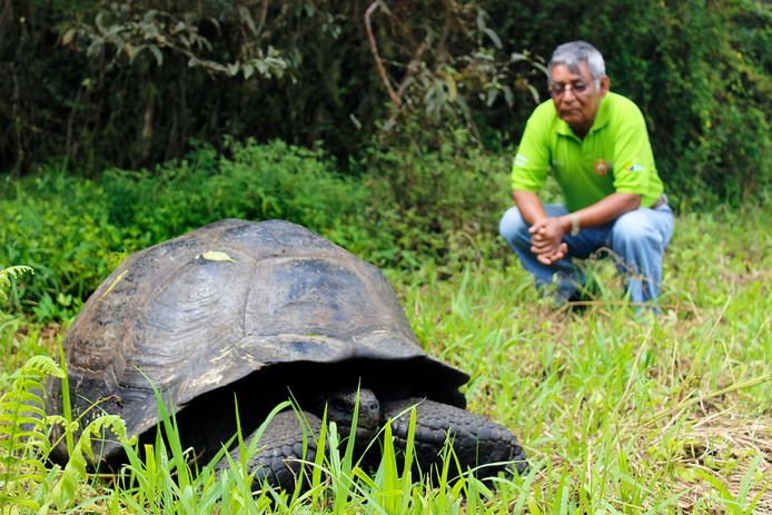Exemplaar van de 'Chelonoidis donfaustoi’-schildpad die in 2015 werd ontdekt. De soort werd vernoemd naar Fausto Llerena (rechts), die jarenlang de wereldberoemde ‘Eenzame George’ verzorgde.