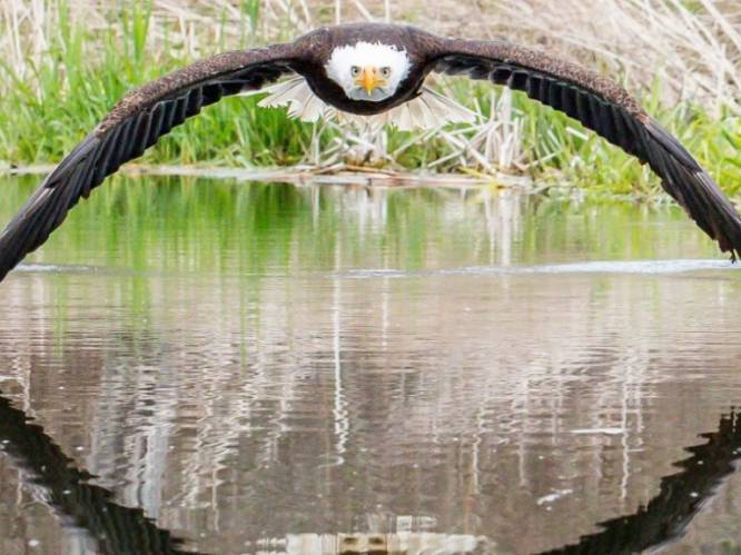 Imposante foto van zeearend gaat viraal: “Ik voelde de bries van zijn vleugels”