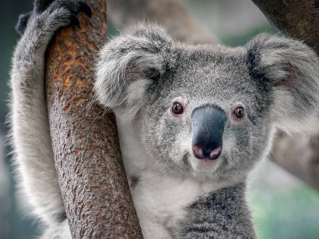 Ouwehands Dierenpark eerste dierentuin in Nederland met koala's