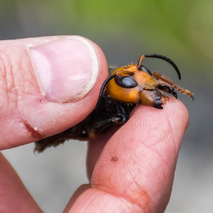 Een entomoloog laat een gedode Aziatische reuzenhoornaar zien. De invasieve exoten zijn soms tot vijf centimeter groot. Hij ving het insect in het Amerikaanse Blaine (Washington State).