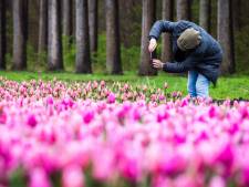 Tulpenvelden in bloei, kwekers vrezen voor stormloop: ‘Tien gesneuvelde tulpen kosten mij een euro’