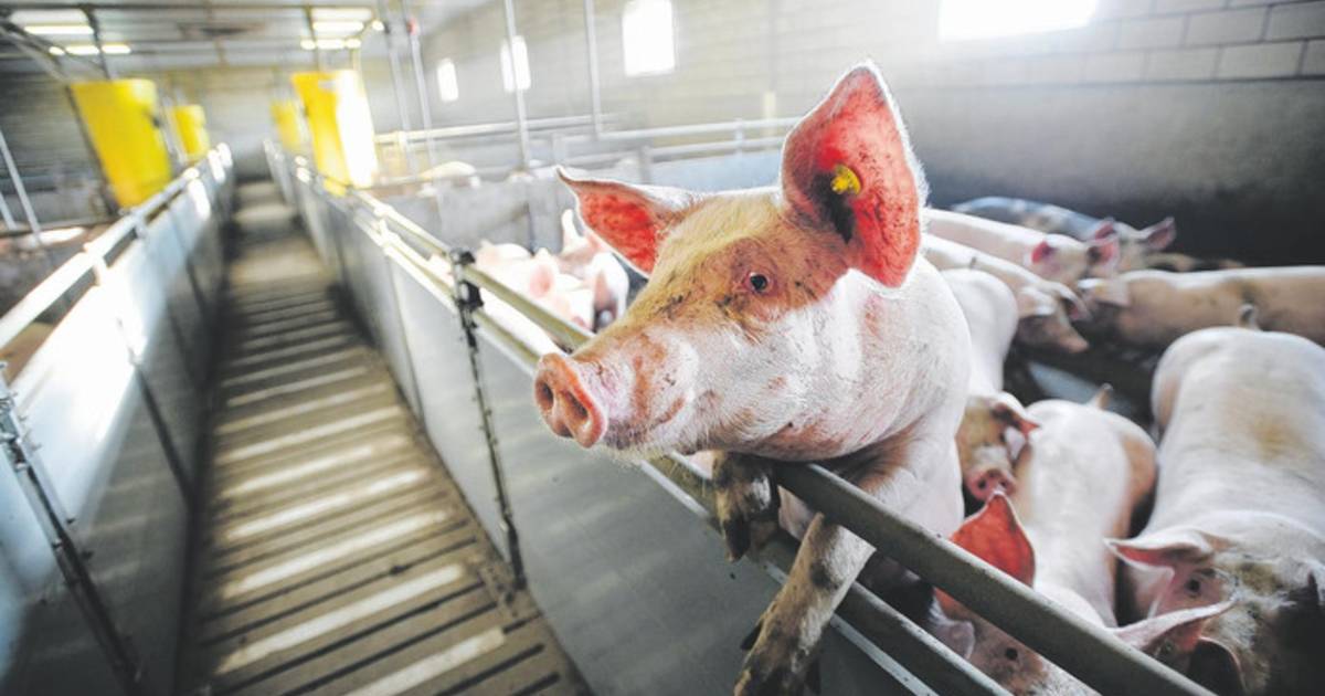 Vergunning voor bedrijf met 11.000 varkens in Creil onder vuur: ‘Sloop van stallen’