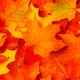 Natuur extreem vroeg in herfstkleur