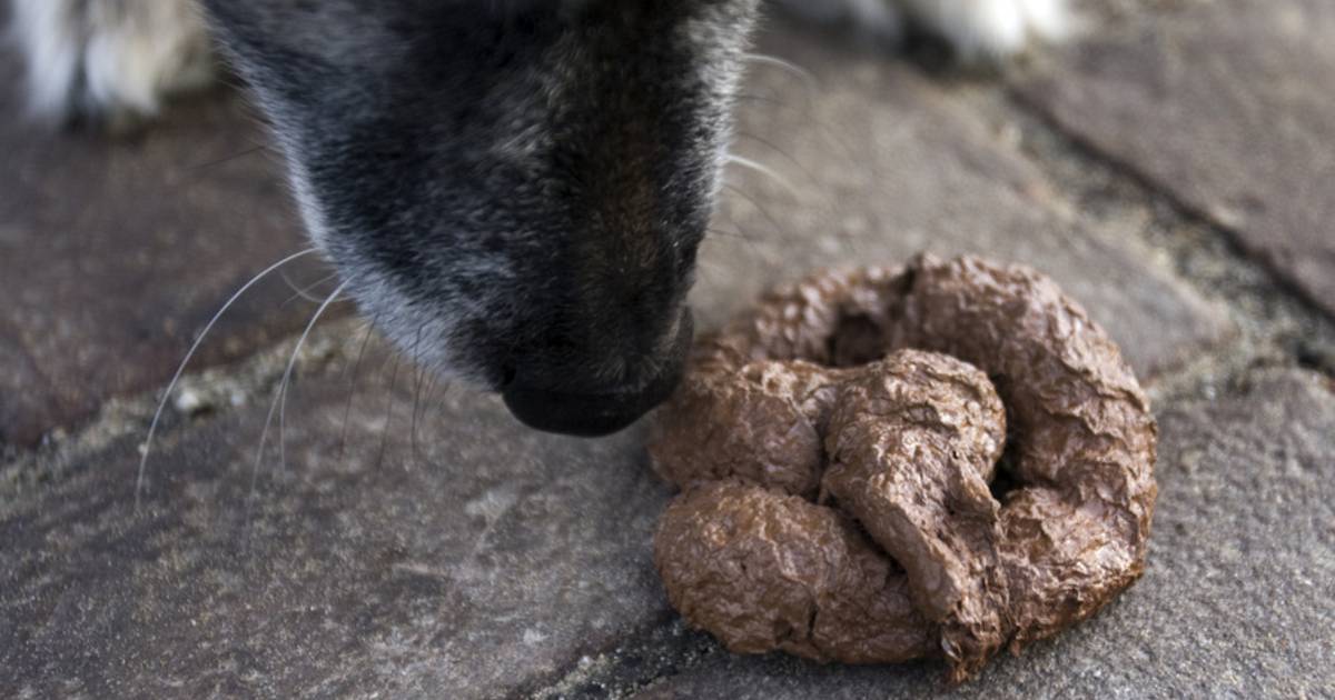 Perforatie Bij wet Lastig 126 miljoen kilo hondenpoep bedreigt onze gezondheid | Gezond | AD.nl