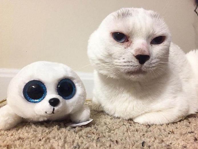 Schattig kat die oren verloor, lijkt op favoriete knuffel Het leukste van het web hln.be