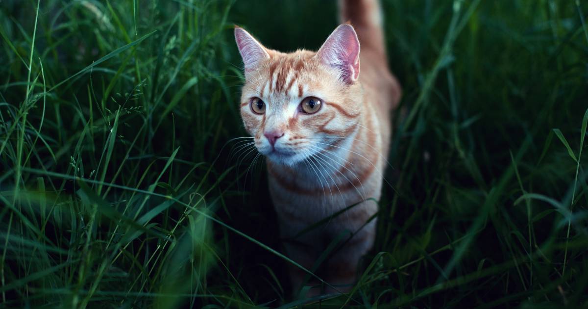 A cat walks 1,000 kilometers from France to Germany in search of an owner  outside