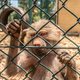 Leeuwen uit Syrië, beren uit Irak: hier vinden getraumatiseerde dieren een veilig thuis