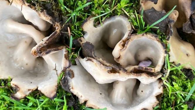 Zeldzame zwam in voortuin Ammerzoden: ‘Liefhebbers komen overal vandaan’