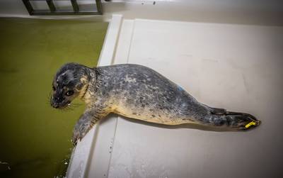 Zeehondenpup Adje spoelde ziek en in zijn eentje aan: zo kwam hij er weer bovenop