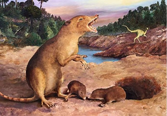 Brasilodon quadrangularis was een klein spitsmuisachtig dier van ongeveer 20 centimeter lang, dat 225 miljoen jaar geleden op aarde rondliep.