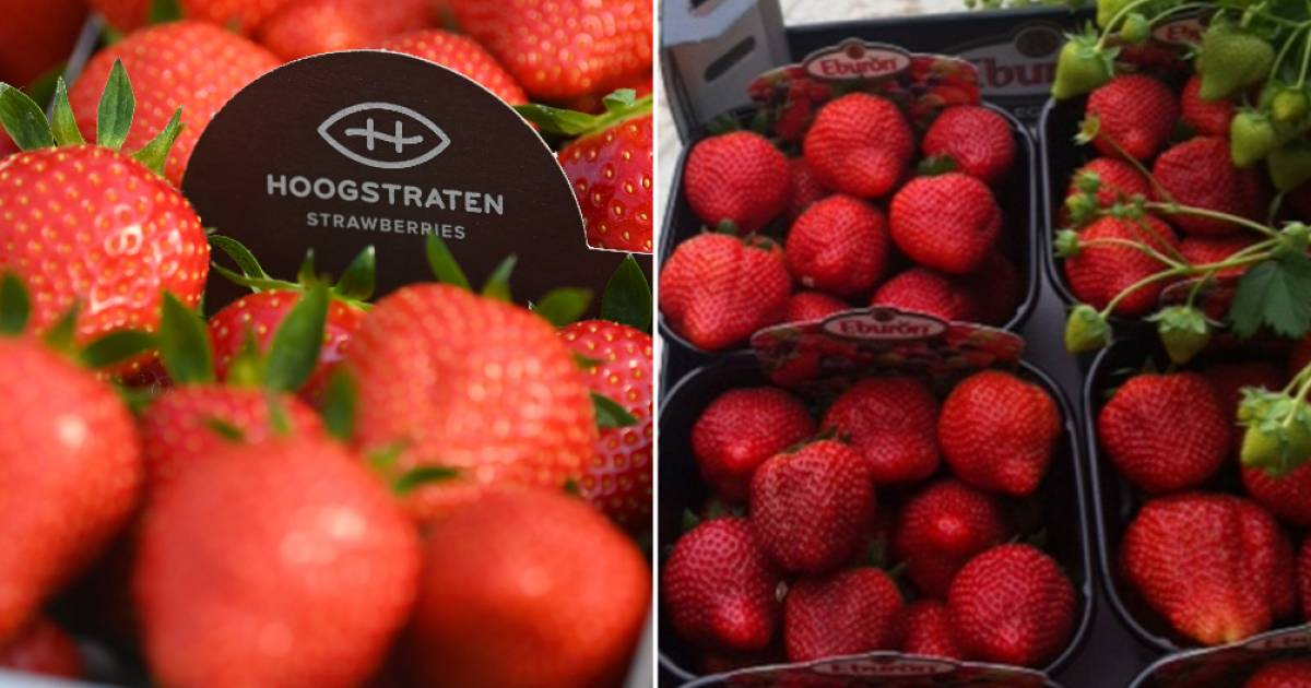 Hoe Bewaar Je Aardbeien Het Best? | Eten | Hln.Be