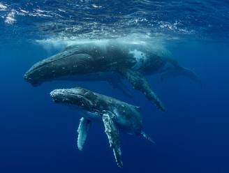 Wetenschappers maken zich op voor grootste expeditie ooit om walvisontlasting te onderzoeken. Dit is waarom