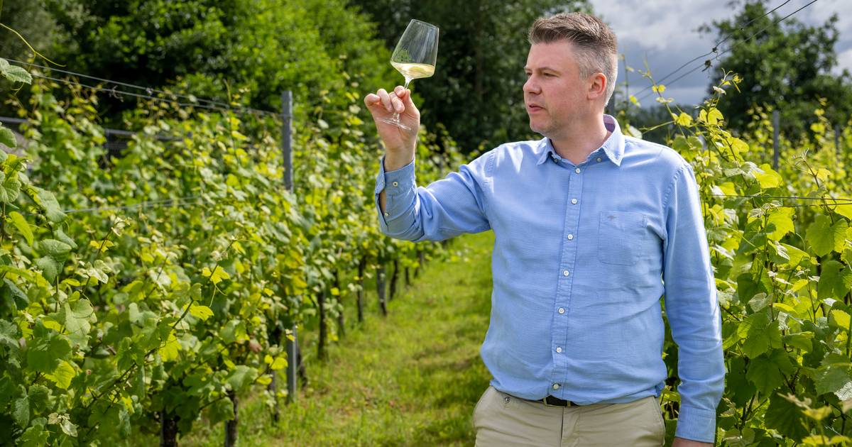 Dieter (45) maakt van druiven in achtertuin z’n eigen wijn: “Met zicht ...